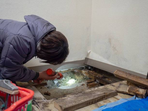 Professional Mold Removal in Saybrook On The Lake, OH