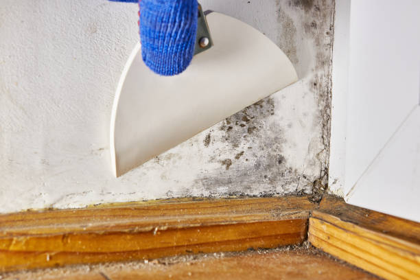 Best Mold Documentation for Insurance Claims  in Saybrook On The Lake, OH